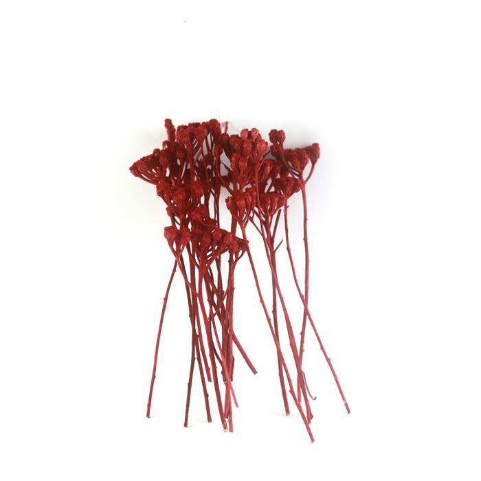 Mk Model Mk موديل مظلة طبيعية شجرة حمراء 302