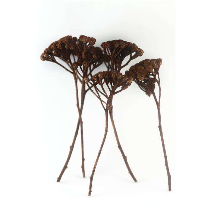 Mk Model شجرة مظلة طبيعية من إم كيه موديل 1:50 بني