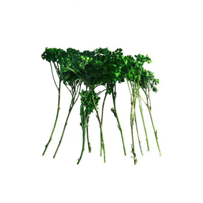 Mk Model شجرة مظلة طبيعية من إم كيه موديل 1:50 باللون الأخضر الداكن